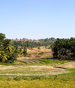 Fields in Baucau area