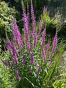 Blut-Weiderich (Lythrum salicaria)