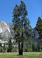 Calocedrus decurrens in Yosemite National Park