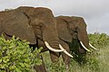 Біўні афрыканскіх сланоў