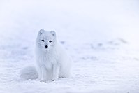 Raposa-do-ártico em pelagem de inverno, Islândia