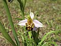 Vignette pour Liliidae