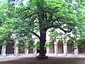 Le cloître du marronnier, à l'intérieur de l'abbaye