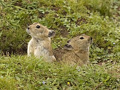 Description de l'image Plateau pika of the Tibetan Plateau.jpg.