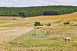 Agriculture et forêt (bois des Chardonnières).