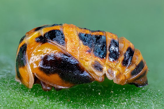 Coccinellidae Pupa, Hartelholz, Munich, Germany.