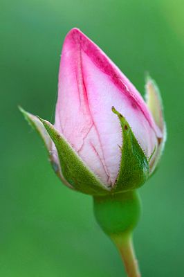 Rosa eglanteria