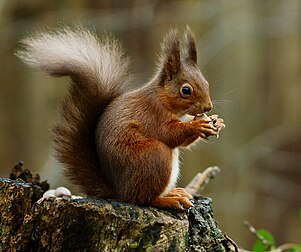 Un écureuil roux (Sciurus vulgaris), également appelé écureuil d'Eurasie du fait de son aire de répartition. (définition réelle 1 706 × 1 426)