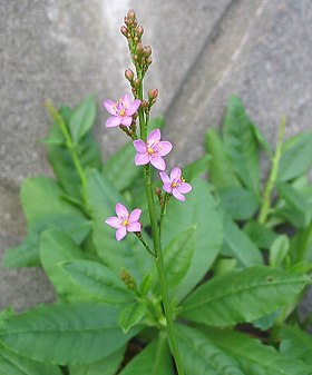 Talinum crassifolium