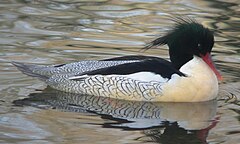 Scaly-sided merganser