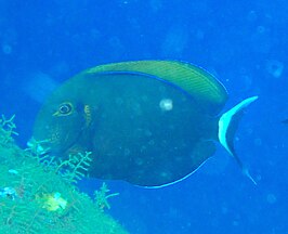 Acanthurus bariene