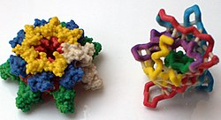 Пластикова модель молекули токсину сибірки (зліва) і зеленого флюоресцентного білка (зправа)
