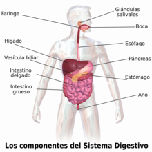 Blausen 0316 DigestiveSystem-es.png