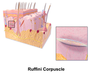 Ruffini-Körperchen, vor allem im Bereich Labia minora und der Klitorisvorhaut (-haube), Praeputium clitoridis;[68] Dehnungsrezeptor, d. h. reagieren auf Druck und horizontale Dehnung.