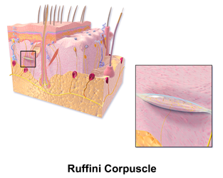 Ruffini corpuscle.