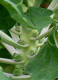 Brussels sprouts at the beginning of their formation, in Wattrelos (Nord), France