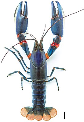 Cherax alyciae