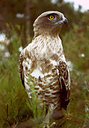 Circaetus gallicus, la rapaz más grande de Luberon