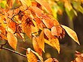 Leaf color in autumn