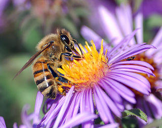 Abeille européenne (Apis mellifera) prélevant le nectar d’une fleur du genre Aster à l’aide de son probocis. Les fins poils recouvrant le corps de l’abeille maintiennent une charge électrostatique attirant les grains de pollen des étamines de la fleur, ce qui permet la pollinisation. (définition réelle 1 620 × 1 280*)