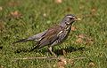 Fenyőrigó (Turdus pilaris)