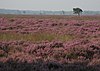 Dwingelderveld Nationaal Park