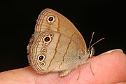 Adult, ventral view of wings.