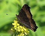 Adult, ventral view of wings.