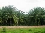 Palmolieplantage in Colombia