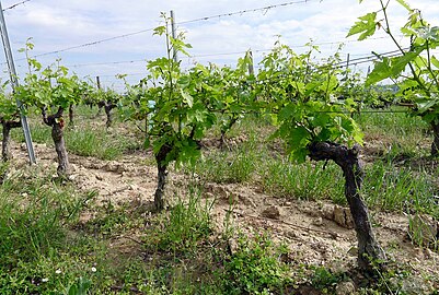 Détail du vignoble de Parnay.