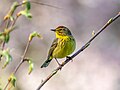 Image 61Palm warbler in Green-Wood Cemetery