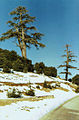 Cedrus atlantica, Marroc