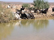 Kij yn de Kyzylkum (Oezbekistan)