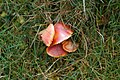 Hygrocybe splendidissima