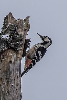 Drawing of a pair of woodpeckers