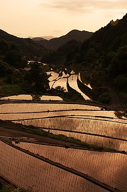 Sawah padi di Kawatana