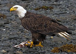 Amerikaanske see-earn (Haliaeetus leucocephalus)