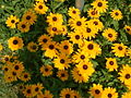 Image 24Black-eyed susans, the state flower, grow throughout much of the state. (from Maryland)