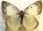 Colias philodice ♀ f.alba