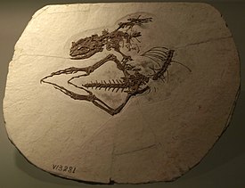 Dalinghosaurus longidigitus на экспозиции в Палеозоологическом музее Китая