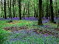 Waldblumen im Forêt d’Andaines