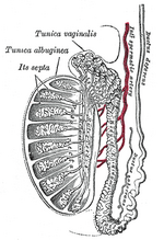 Vignette pour Testicule