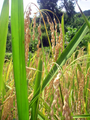 Rice in Ifugao ready to be harvested