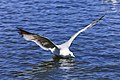 29. A Larus nembe tartozó kaliforniai sirály (Larus californicus) landolás közben (Palo Alto Duck Pond, Baylands Nature Preserve, Palo Alto, Kalifornia) (javítás)/(csere)