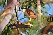 棕夜鷺 (Nycticorax caledonicus)