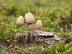 Panaeolus semiovatus (Bolbitiaceae)