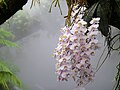 生长于雾室内的菲律宾蝴蝶兰（Phalaenopsis philippinensis）