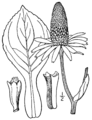 Rudbeckia maxima