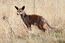 A skinny red-colored fox with its ears wide open looks towards the camera with its eyes, a bit sideways.