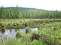 バイカロ・レンスキー自然保護区内の湿地